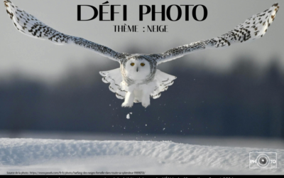 Défi photo ouvert à toutes et à tous !